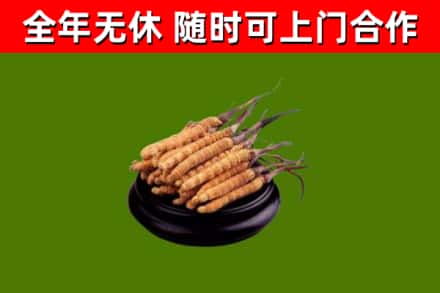 马鞍山市烟酒回收冬虫夏草.jpg